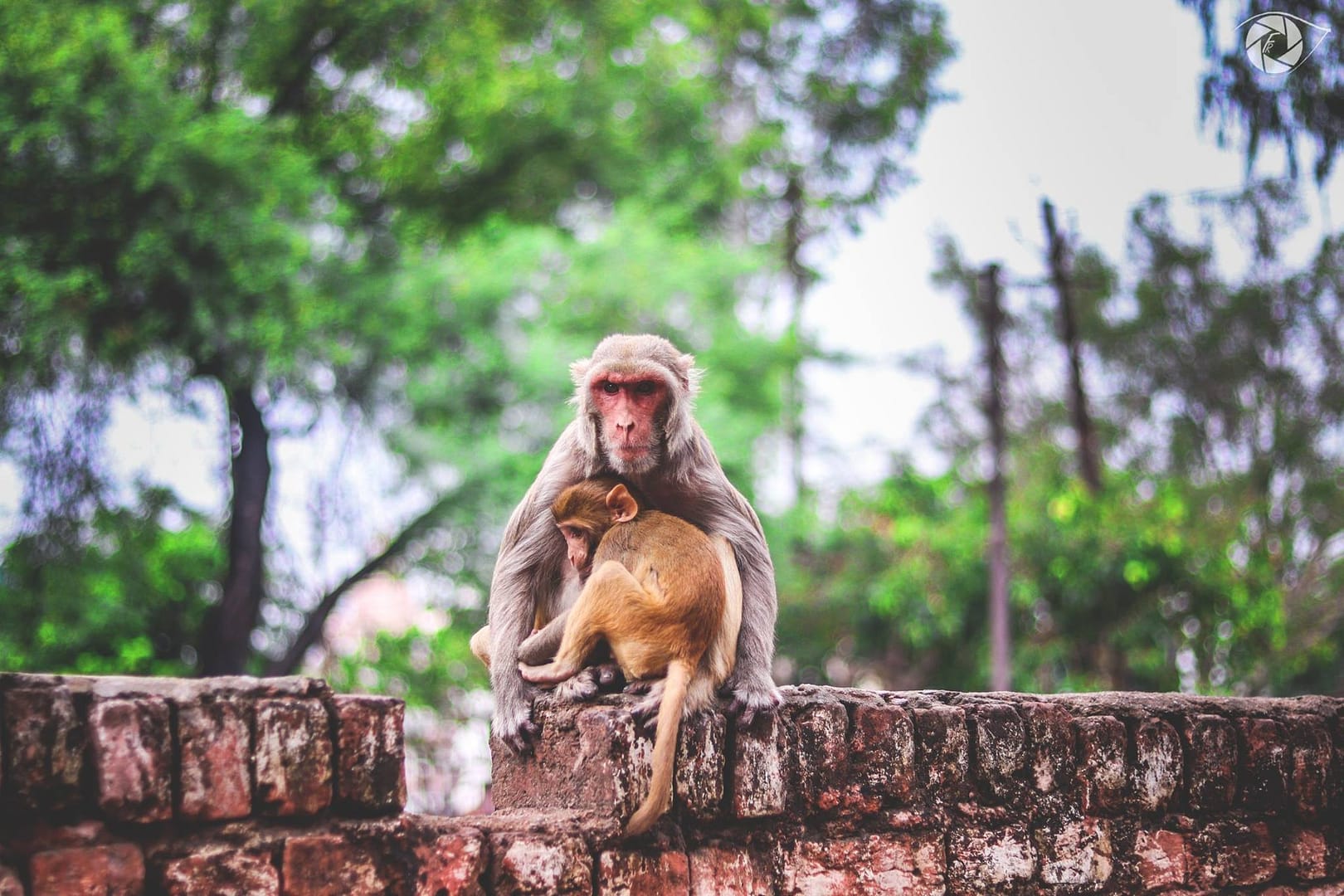 Image of a mommy monkey and her child hugging, with a tree.