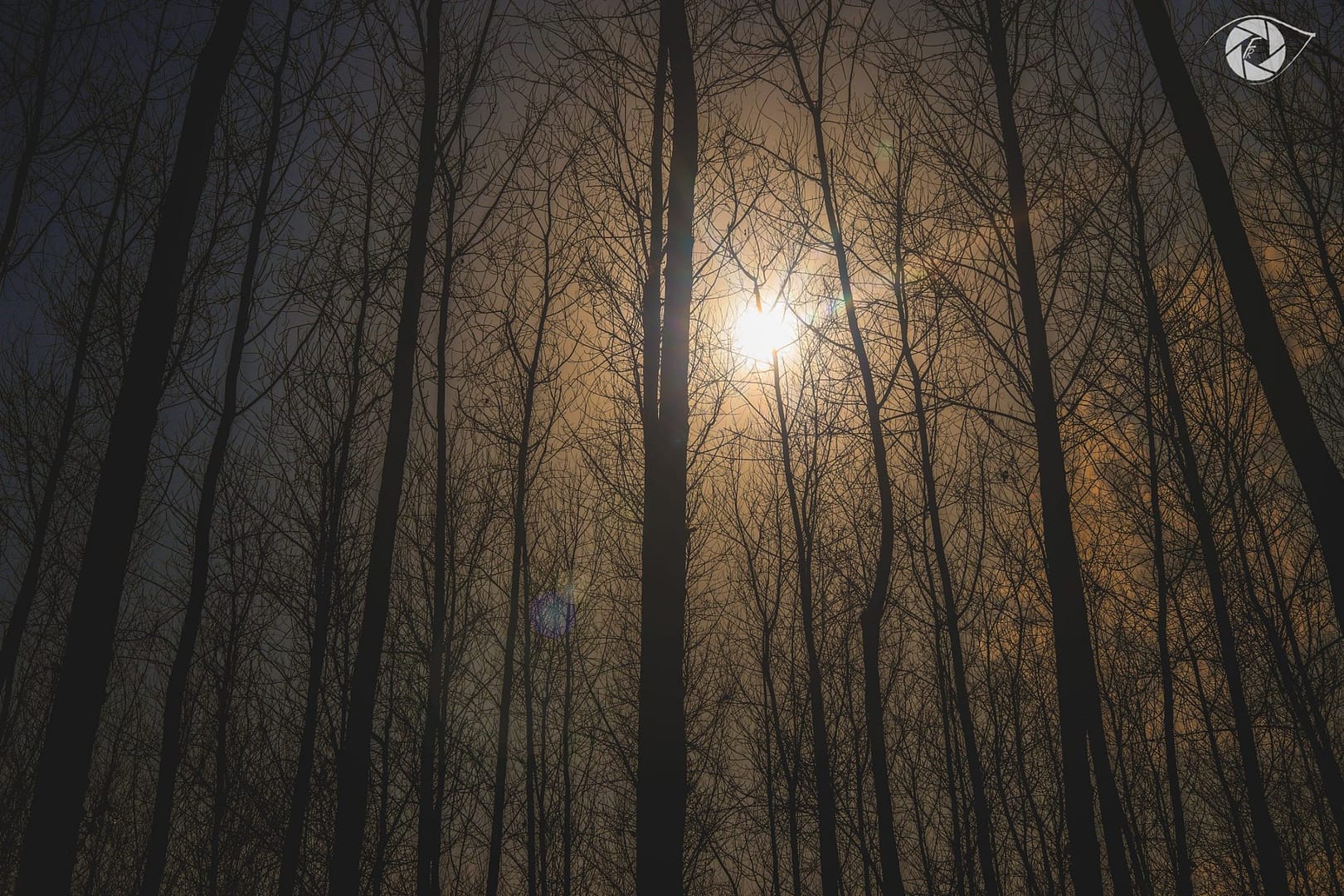 Tree in soft light against dark background.