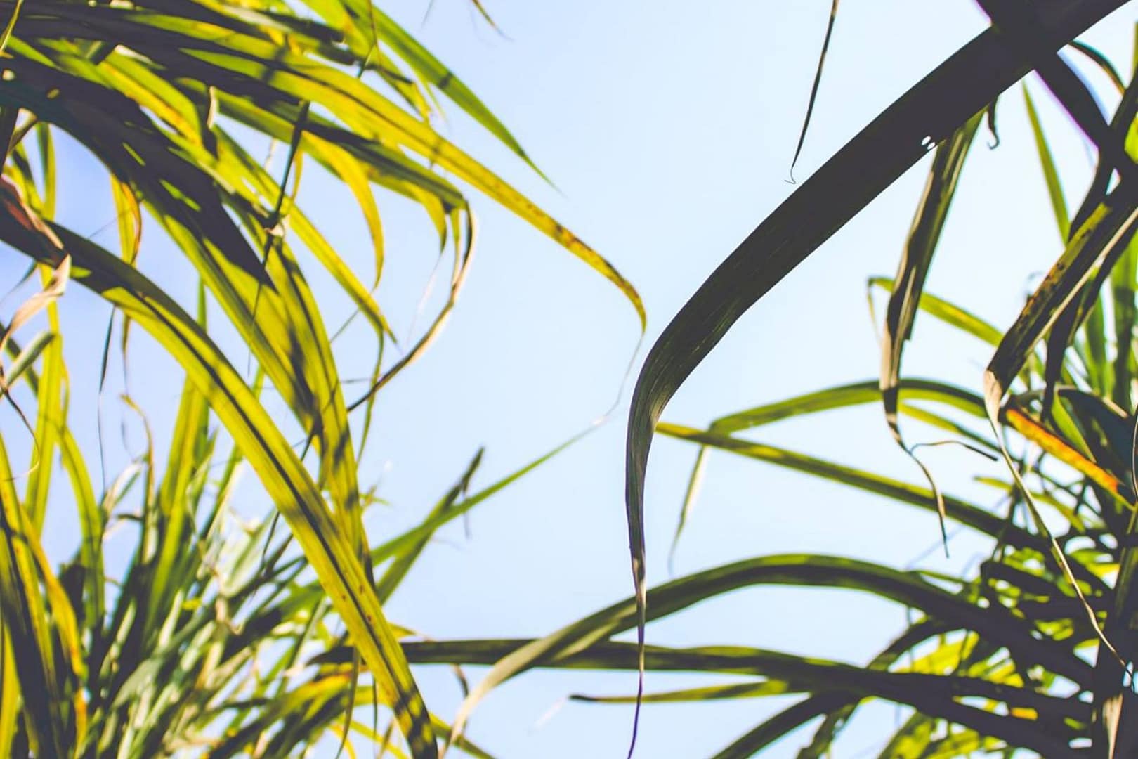 Green leaves moving gently in the blue sky, like a peaceful dance.
